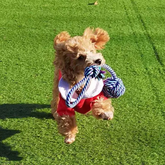 Nuevo diseño, rompecabezas de pelota rodante para perros y juguete para masticar para mascotas, golosinas, pelota de juguete de goma, juguetes para perros con desplazamiento infinito